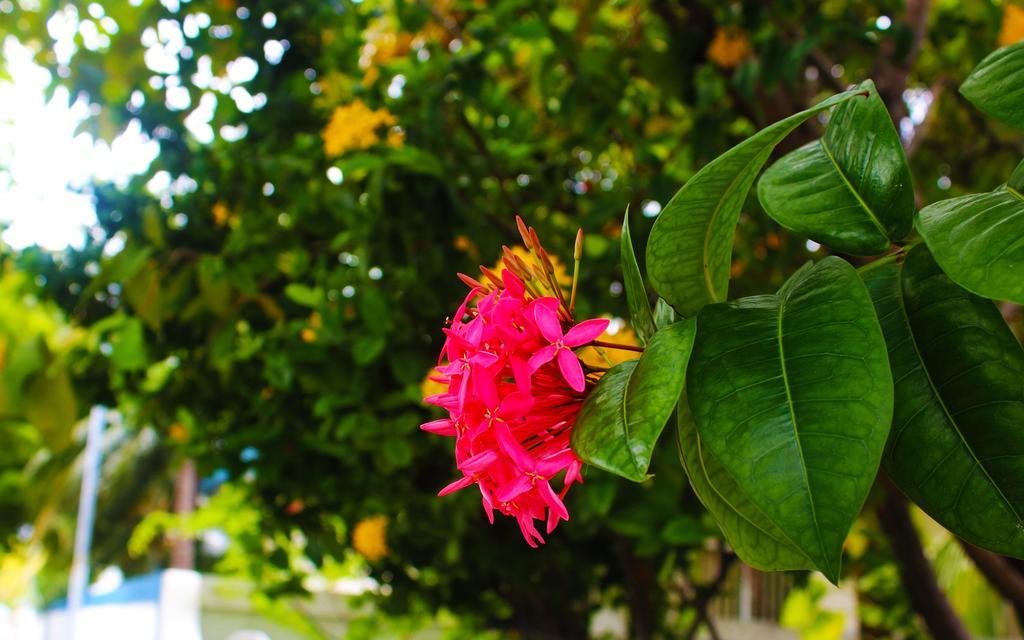 La Due Thulusdhoo Hotel Bagian luar foto